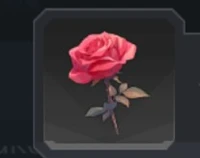 A Single Rose